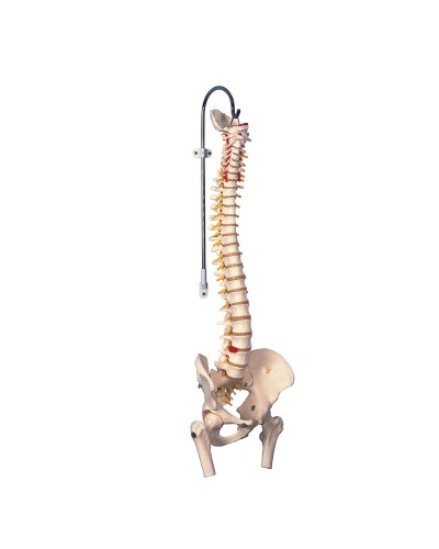 Highly Flexible Spine Model with Femur Heads